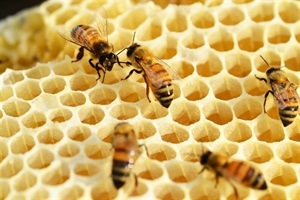 Beekeeping for Beginners (February 24, 2024)