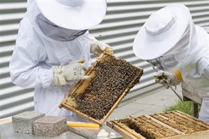 Beekeeping for Beginners (May 25 2024)