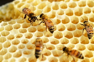 Beekeeping for Beginners (February 22, 2025)