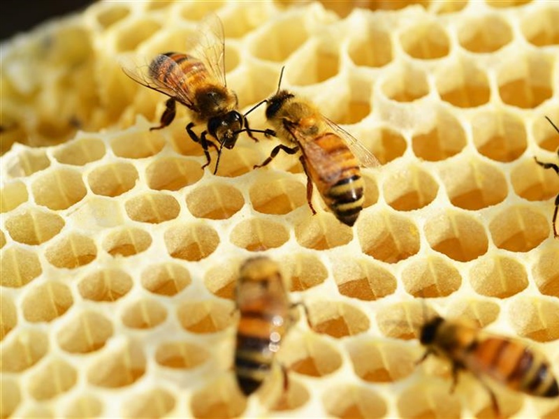 Beekeeping for Beginners (February 22, 2025)