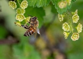 Beekeeping for Beginners (March 22 2025)