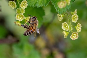 Beekeeping for Beginners (March 22 2025)