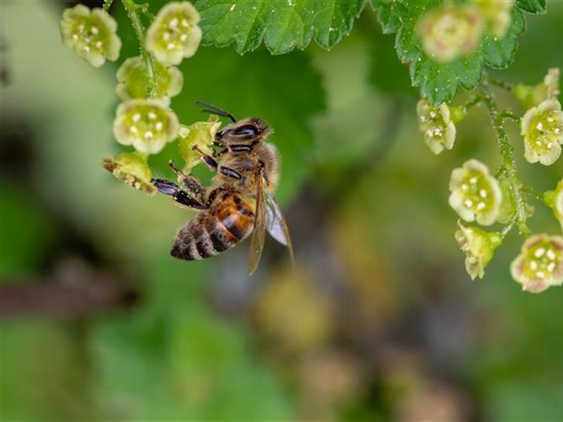 Beekeeping for Beginners (March 22 2025)