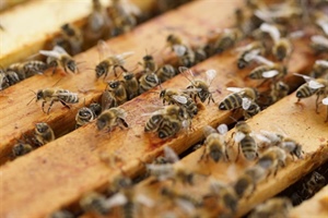 Beekeeping for Beginners (April 12 2025)