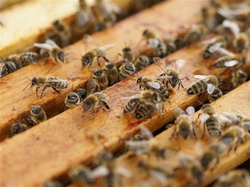 Beekeeping for Beginners (April 12 2025)